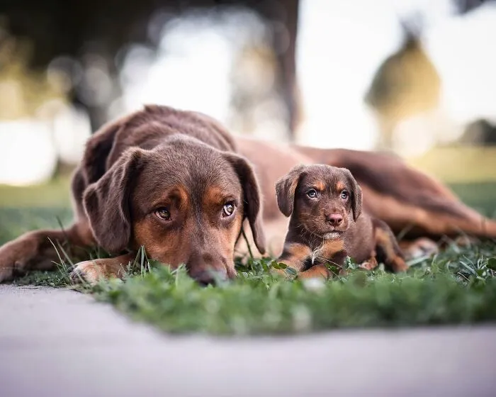 "Seeing Double Edits": 20 Animals Meet Their Puppy Selves In Adorable Photo Edits, By This Artist