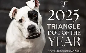 I Created A Dog-Themed Calendar, And The Proceeds Will Help Rescue Canines In Need (13 Pics)
