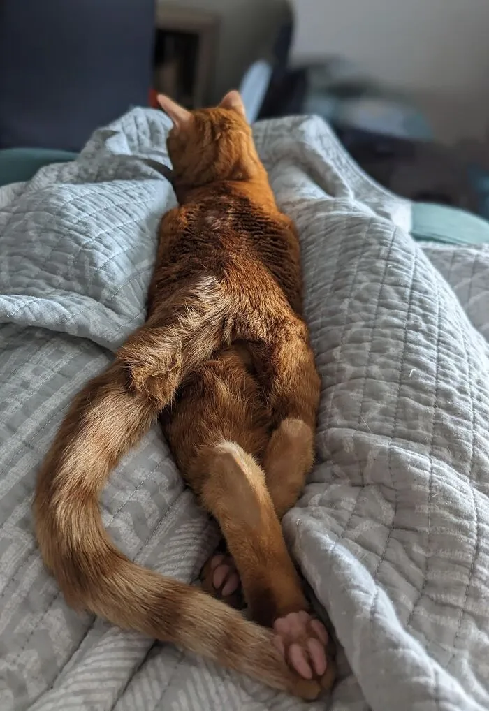 30 Internet Users Share Whether They Let Their Pets Sleep In Their Beds And Why