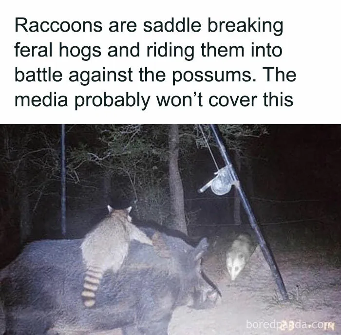 50 Funny And Awkward Animal Posts That Might Make Your Day Much Better