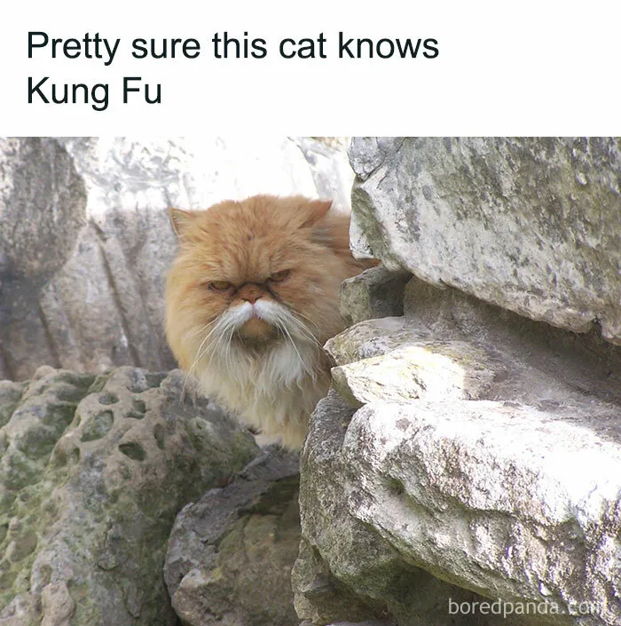 50 Funny And Awkward Animal Posts That Might Make Your Day Much Better