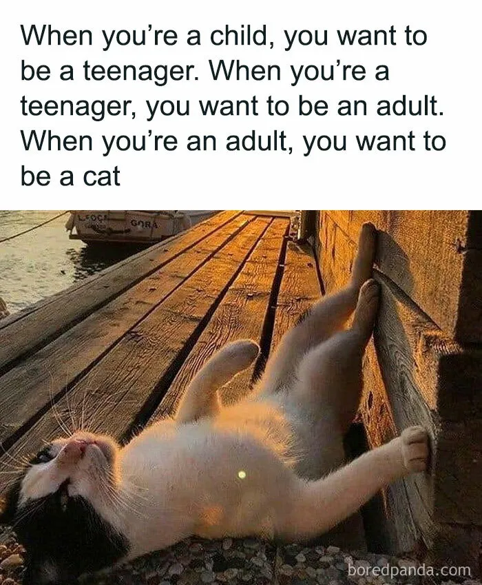 50 Funny And Awkward Animal Posts That Might Make Your Day Much Better