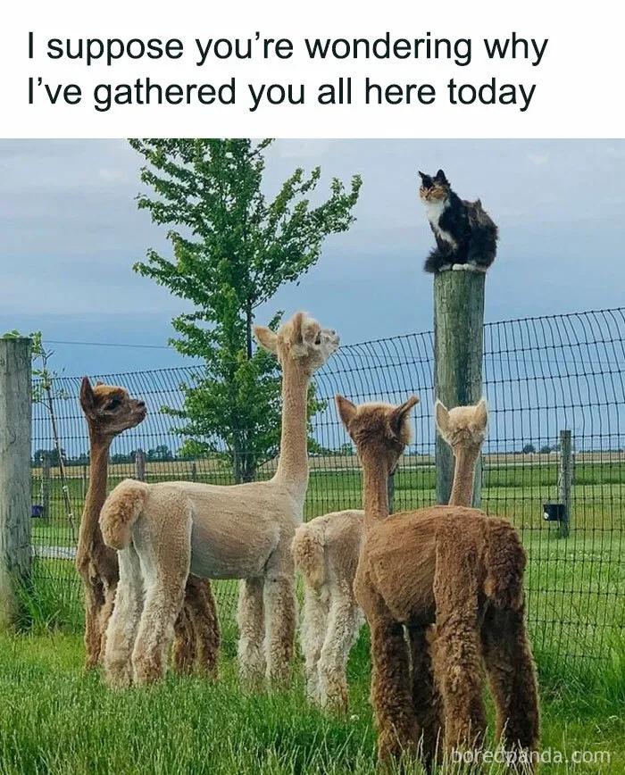 50 Funny And Awkward Animal Posts That Might Make Your Day Much Better
