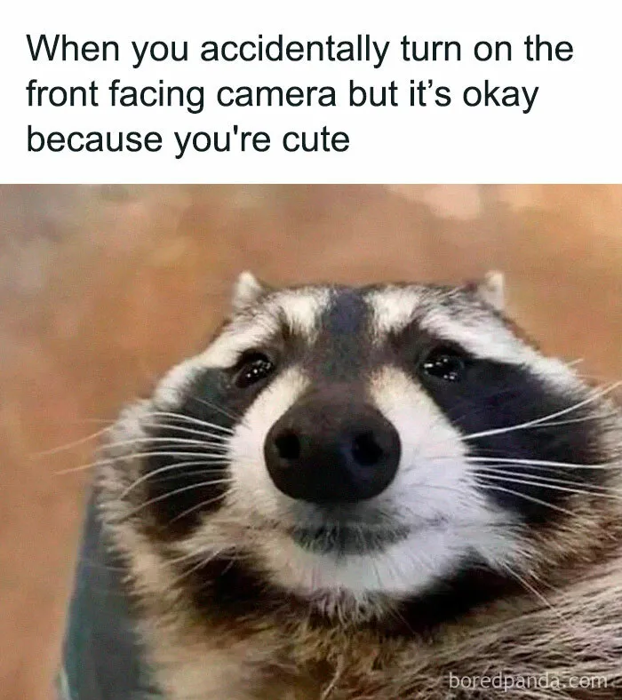 Raccoons Have Never Been More Relatable Than They Are In These 30 Dark Humor Memes