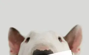 Guy Whose Wife Left Him With Nothing But A Dog Continues To Put Him In Fun Scenarios (47 New Pics)
