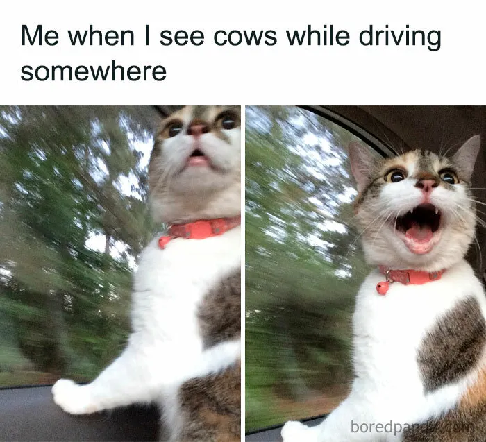 50 Funny Memes If You Need A Good Laugh Today (New Pics)