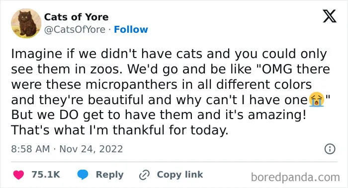 This FB Page Is Home To Hilarious Cat-Centered Memes, And Here Are 50 Of The Most Purr-Fect Ones