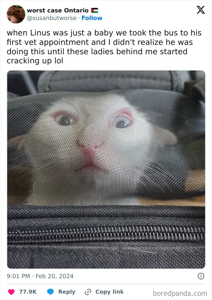 This FB Page Is Home To Hilarious Cat-Centered Memes, And Here Are 50 Of The Most Purr-Fect Ones