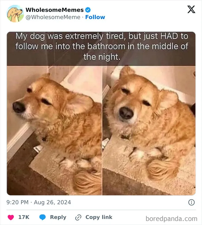 50 Wholesome Memes To Remind You That The World Isn’t All Bad (New Pics)