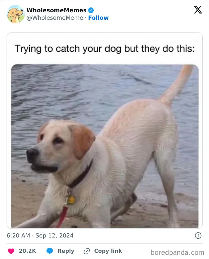 50 Wholesome Memes To Remind You That The World Isn’t All Bad (New Pics)