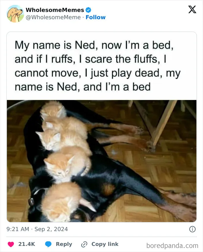 50 Wholesome Memes To Remind You That The World Isn’t All Bad (New Pics)