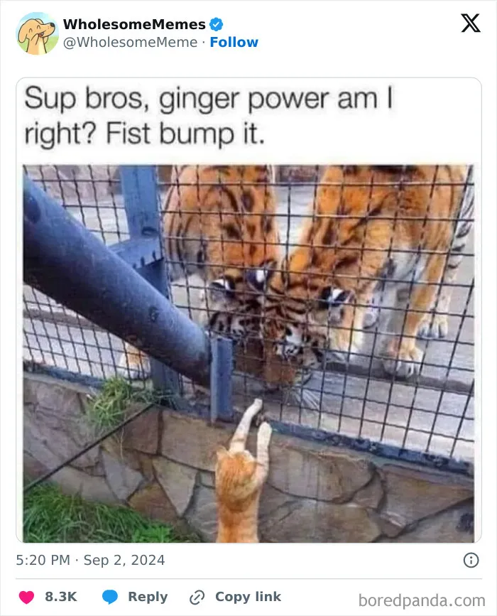 50 Wholesome Memes To Remind You That The World Isn’t All Bad (New Pics)