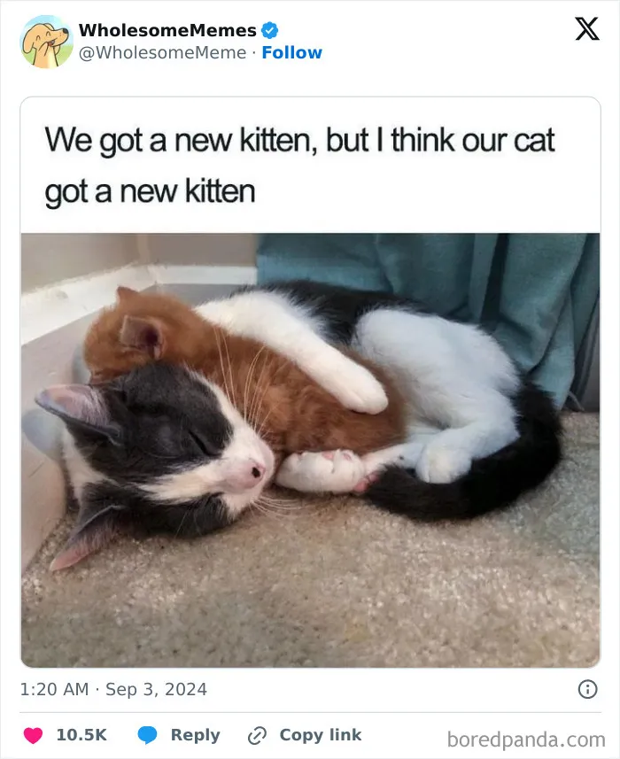 50 Wholesome Memes To Remind You That The World Isn’t All Bad (New Pics)