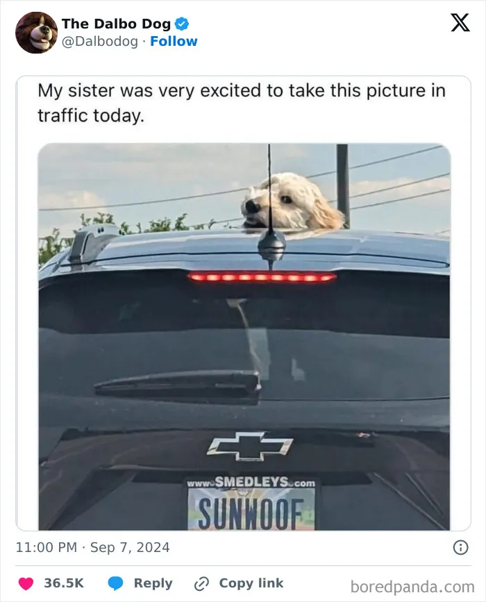 50 Hilarious Things People Posted On X In September