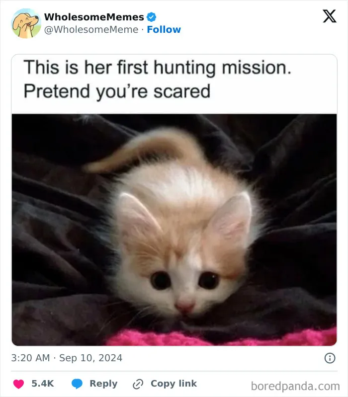 50 Wholesome Memes To Remind You That The World Isn’t All Bad (New Pics)