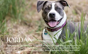 I Created A Dog-Themed Calendar, And The Proceeds Will Help Rescue Canines In Need (13 Pics)