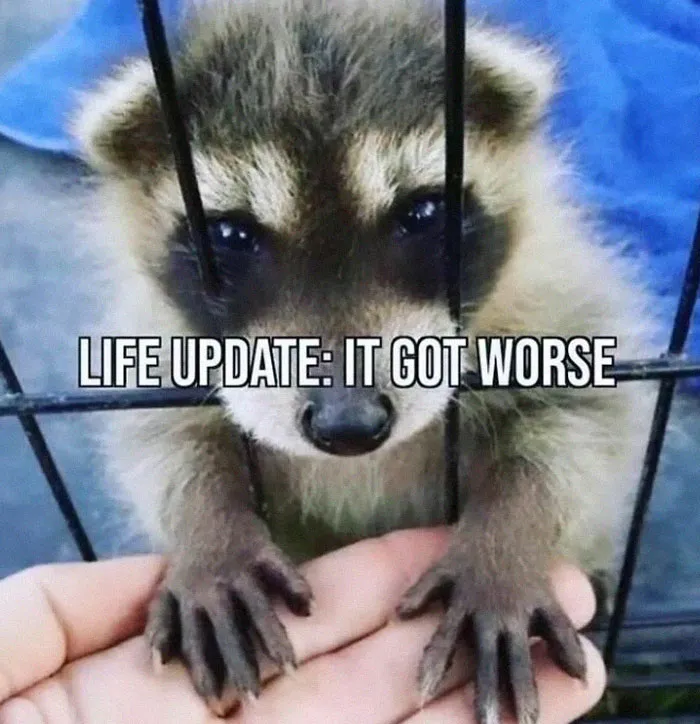 Raccoons Have Never Been More Relatable Than They Are In These 30 Dark Humor Memes
