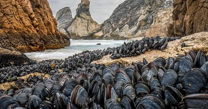 Here Are 15 Breathtaking Entries From The 2024 Wildlife Photographer Of The Year Awards