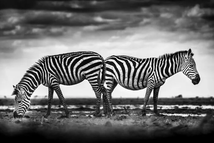 My Leap Into Wildlife Photography: 20 Images Of Nature’s Beauty