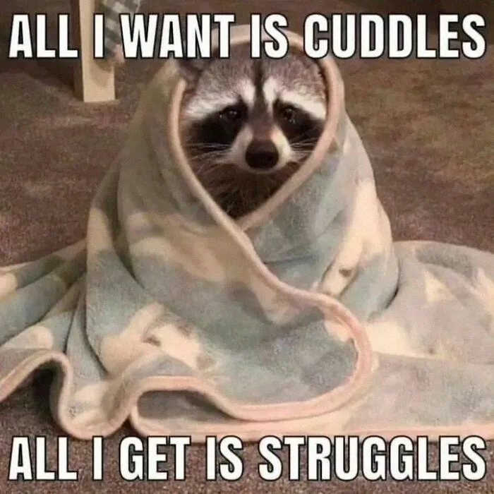 Raccoons Have Never Been More Relatable Than They Are In These 30 Dark Humor Memes