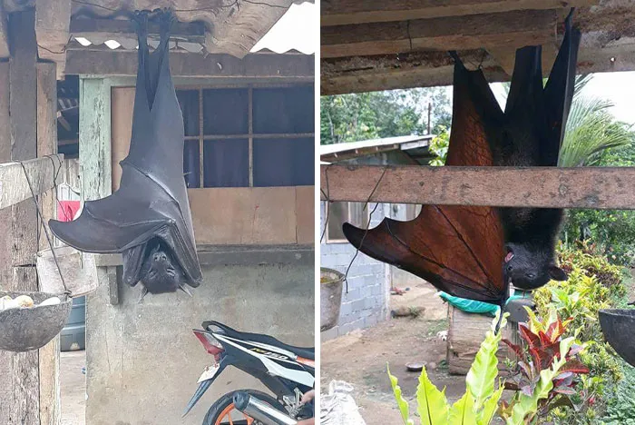 Zorro volador