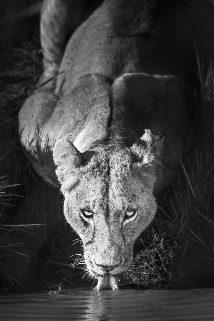 My Leap Into Wildlife Photography: 20 Images Of Nature’s Beauty