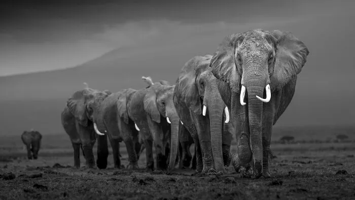 My Leap Into Wildlife Photography: 20 Images Of Nature’s Beauty