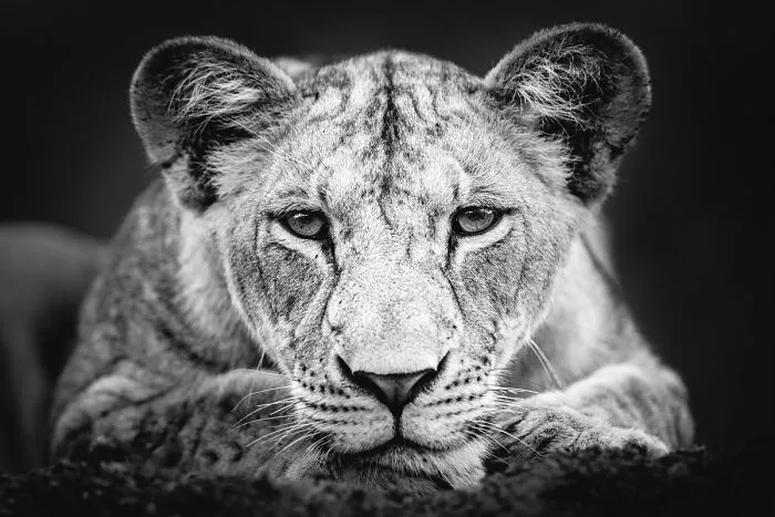My Leap Into Wildlife Photography: 20 Images Of Nature’s Beauty