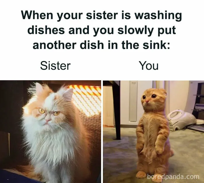 50 Funny Memes If You Need A Good Laugh Today (New Pics)