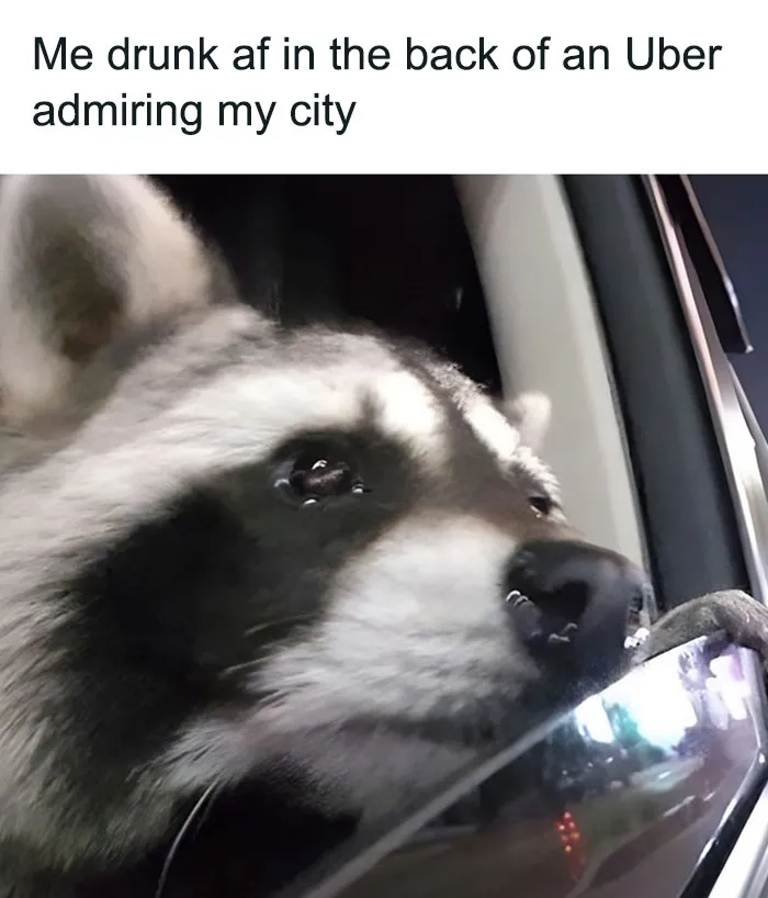 Raccoons Have Never Been More Relatable Than They Are In These 30 Dark Humor Memes