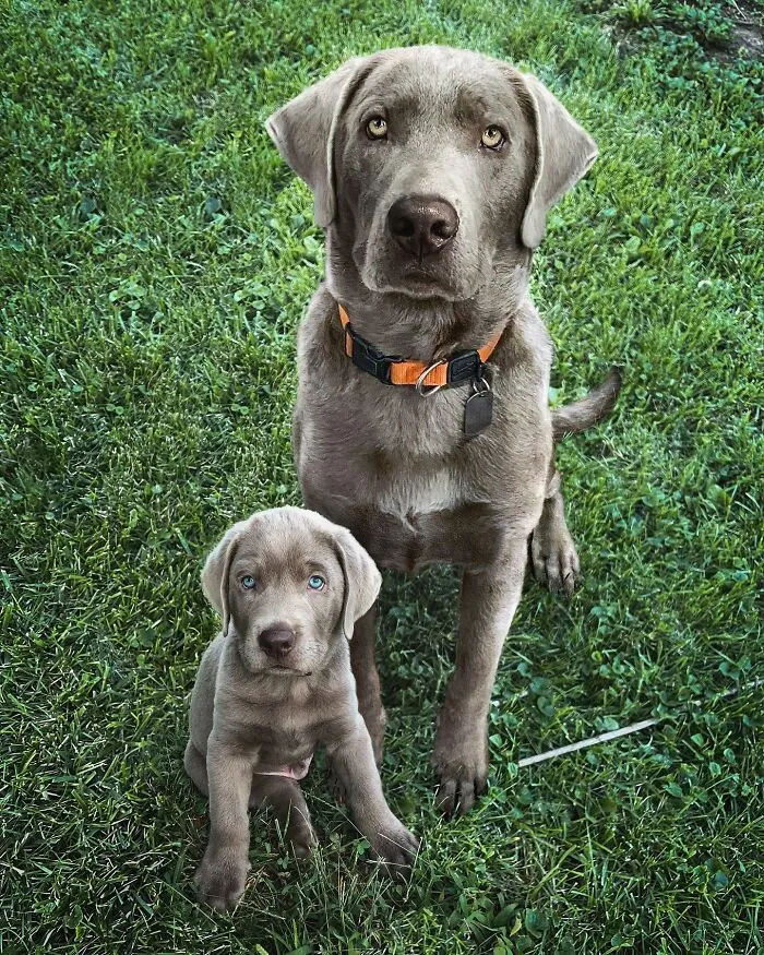 "Seeing Double Edits": 20 Animals Meet Their Puppy Selves In Adorable Photo Edits, By This Artist