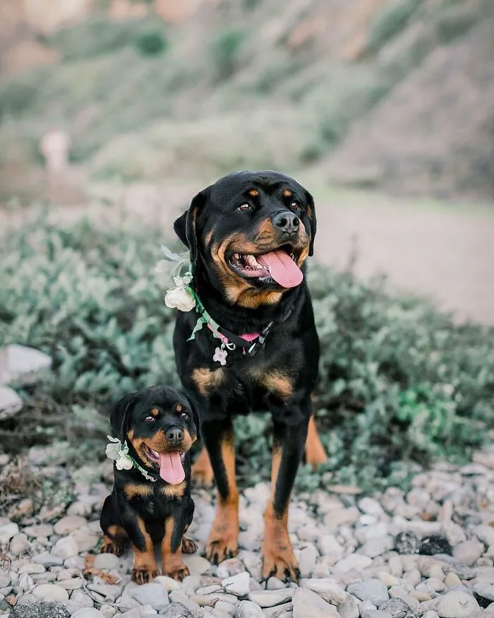 "Seeing Double Edits": 20 Animals Meet Their Puppy Selves In Adorable Photo Edits, By This Artist