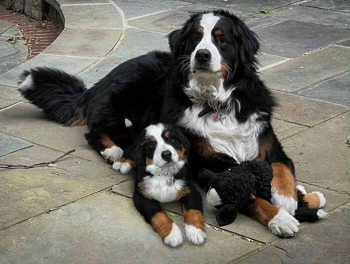 "Seeing Double Edits": 20 Animals Meet Their Puppy Selves In Adorable Photo Edits, By This Artist