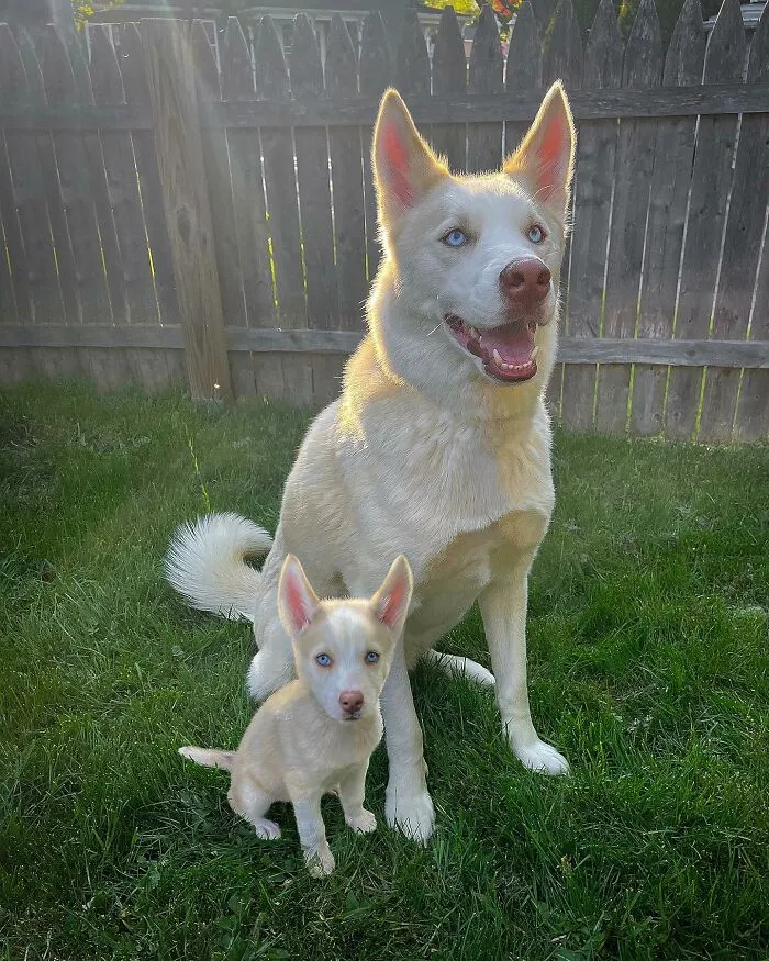"Seeing Double Edits": 20 Animals Meet Their Puppy Selves In Adorable Photo Edits, By This Artist