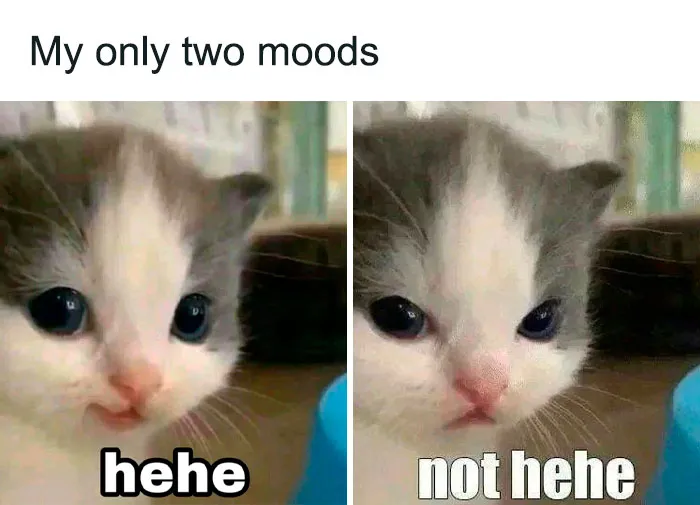50 Funny Memes If You Need A Good Laugh Today (New Pics)