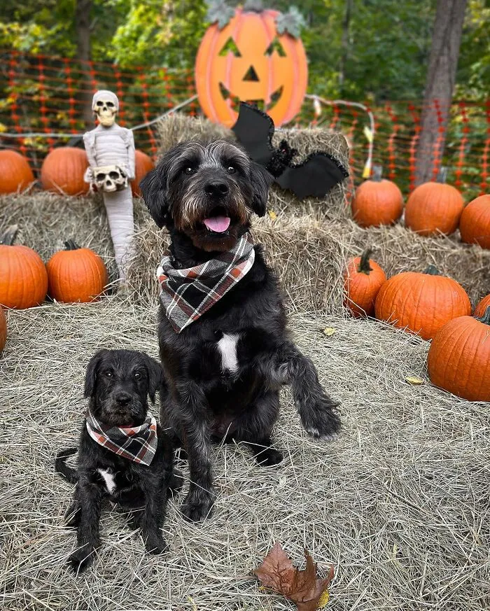 "Seeing Double Edits": 20 Animals Meet Their Puppy Selves In Adorable Photo Edits, By This Artist