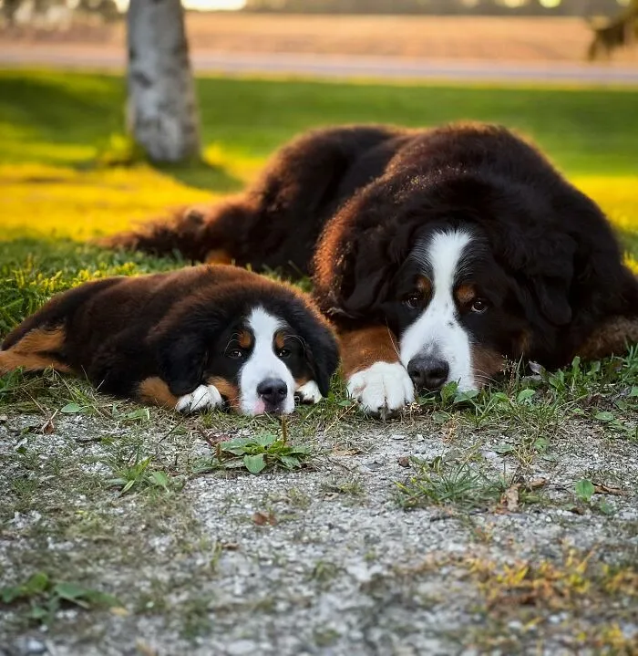 "Seeing Double Edits": 20 Animals Meet Their Puppy Selves In Adorable Photo Edits, By This Artist