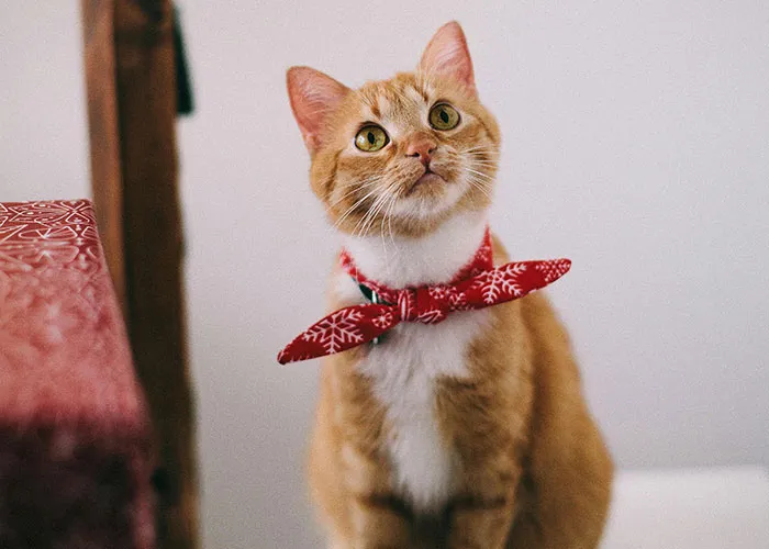 30 Things That Aren’t Bad Or Wrong At All But Get So Much Hate