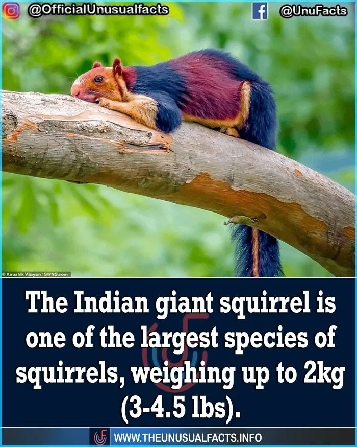 50 Posts From This FB Page Dedicated To “Amazing Facts And Unbelievable Things In The World” (New Pics)