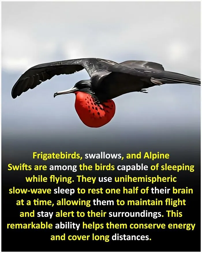 50 Posts From This FB Page Dedicated To “Amazing Facts And Unbelievable Things In The World” (New Pics)