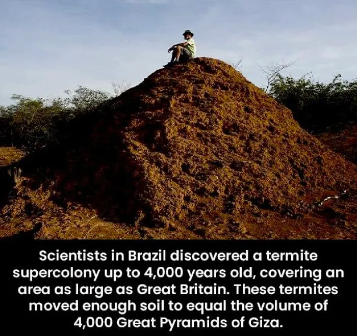50 Posts From This FB Page Dedicated To “Amazing Facts And Unbelievable Things In The World” (New Pics)