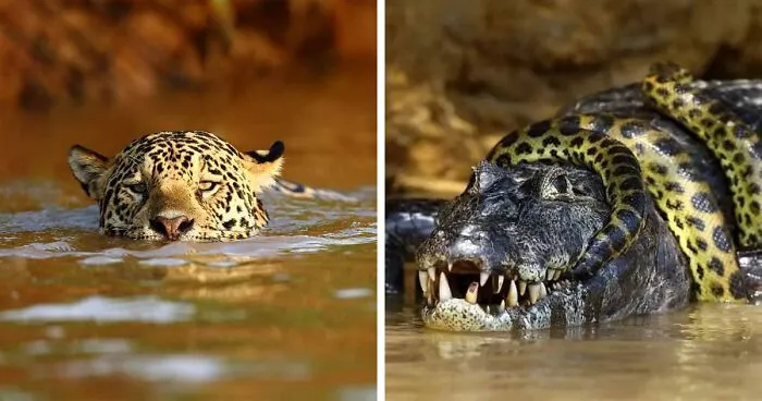 This Photographer Ventured To Dangerous Places Where He Shot These 57 Wildlife Photos (New Pics)