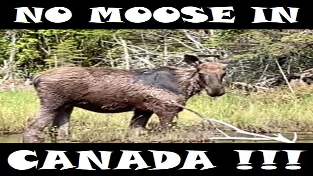 No Moose In Canada....i Think Not