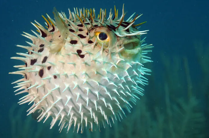 "What Is A Food That Makes You Think, 'How Did Humans Discover This Was Edible?'" (30 Answers)