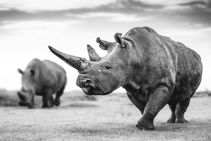 My Leap Into Wildlife Photography: 20 Images Of Nature’s Beauty