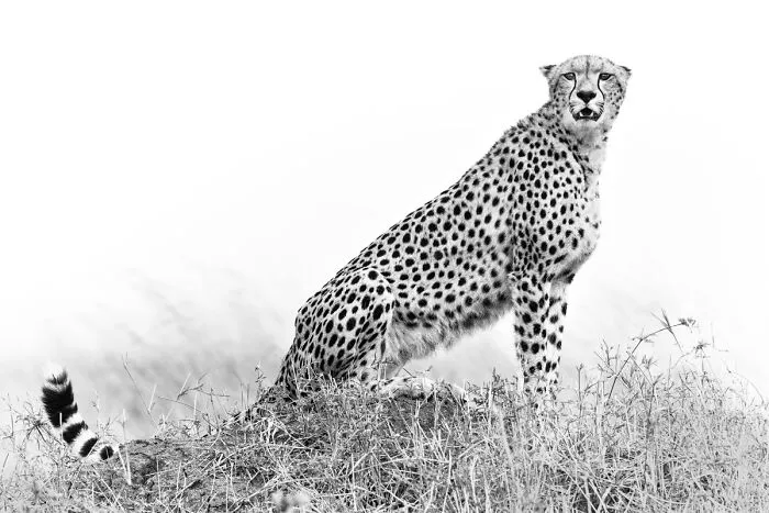 My Leap Into Wildlife Photography: 20 Images Of Nature’s Beauty