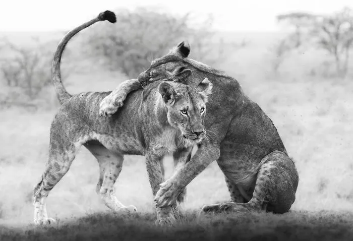 My Leap Into Wildlife Photography: 20 Images Of Nature’s Beauty