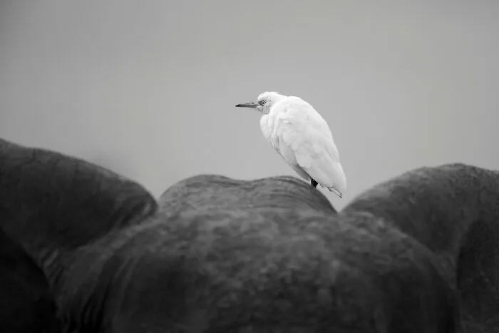 My Leap Into Wildlife Photography: 20 Images Of Nature’s Beauty