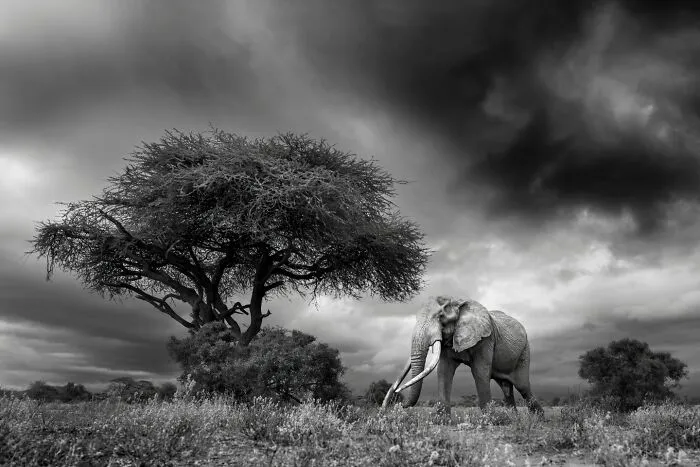 My Leap Into Wildlife Photography: 20 Images Of Nature’s Beauty