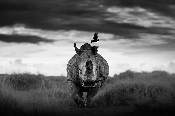 My Leap Into Wildlife Photography: 20 Images Of Nature’s Beauty